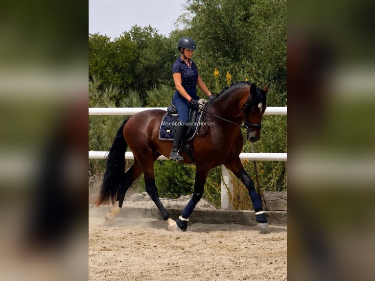 PRE Mix Hengst 4 Jahre 168 cm Brauner in Sevilla