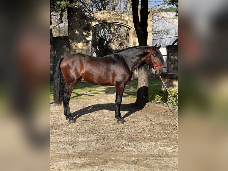 PRE Hengst 4 Jahre 168 cm Brauner in Valldoriolf (Vilanova Del Valles)