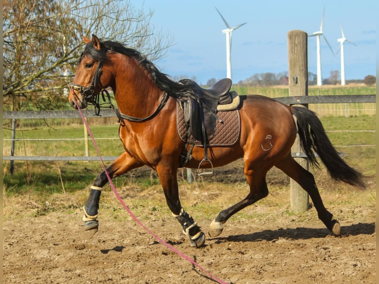 PRE Hengst 4 Jahre 168 cm Brauner in Wremen