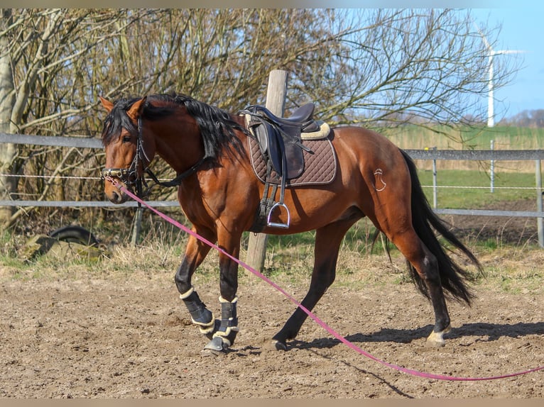 PRE Hengst 4 Jahre 168 cm Brauner in Wremen