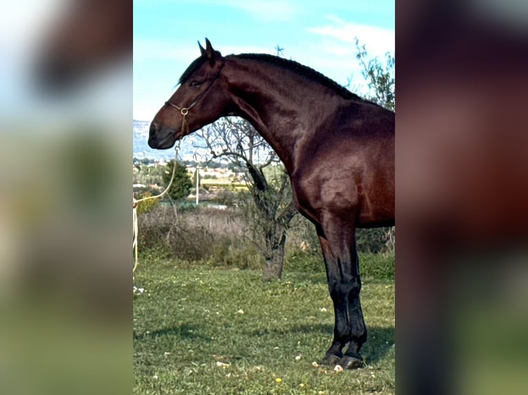 PRE Mix Hengst 4 Jahre 168 cm Dunkelbrauner in Martfeld