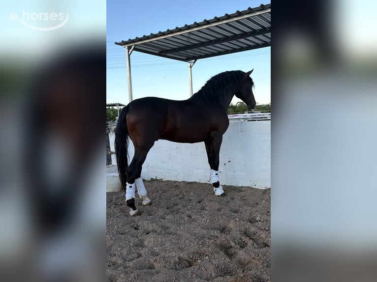 PRE Hengst 4 Jahre 168 cm Dunkelbrauner in Traveses (Partida)