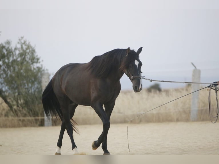 PRE Hengst 4 Jahre 168 cm Rappe in Carmona