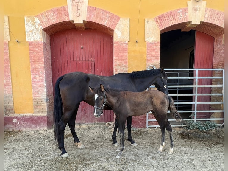 PRE Hengst 4 Jahre 168 cm Rappe in Carmona