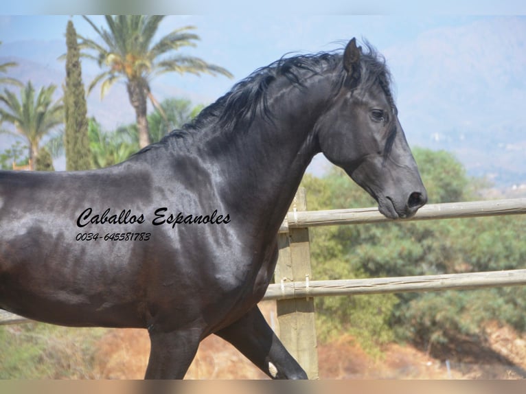 PRE Hengst 4 Jahre 168 cm Rappe in Vejer de la Frontera