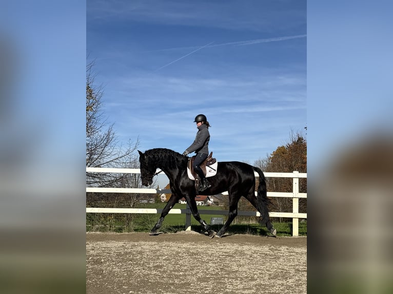 PRE Mix Hengst 4 Jahre 168 cm Rappe in Sigmarszell