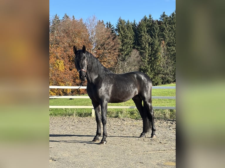 PRE Mix Hengst 4 Jahre 168 cm Rappe in Sigmarszell