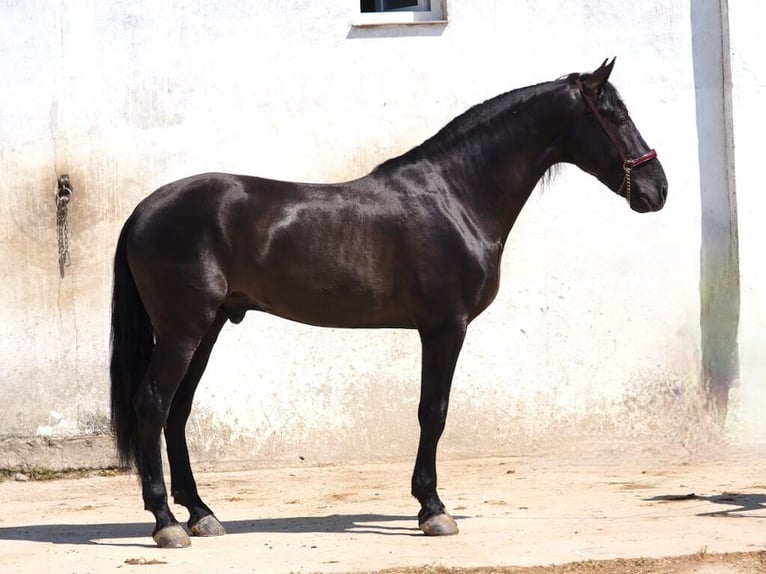 PRE Mix Hengst 4 Jahre 168 cm Rappe in Navas Del Madroño