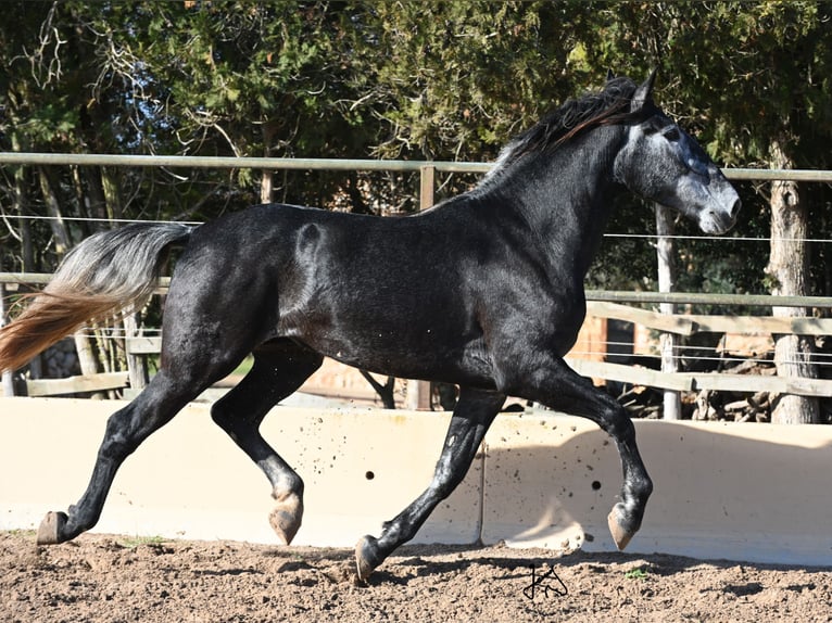 PRE Hengst 4 Jahre 168 cm Schimmel in Manacor