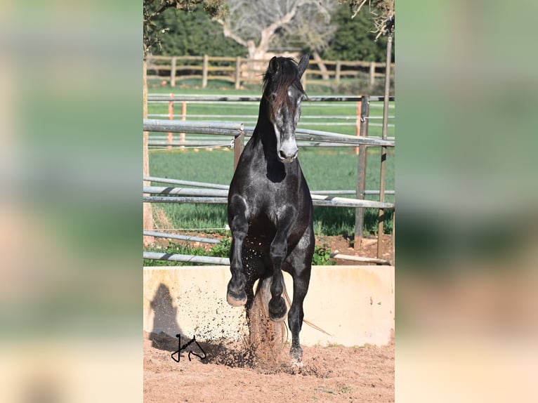 PRE Hengst 4 Jahre 168 cm Schimmel in Manacor