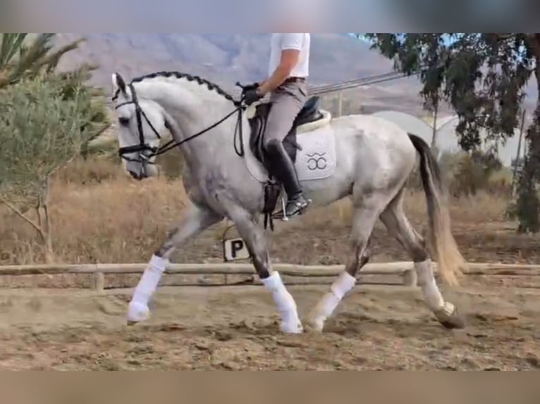 PRE Mix Hengst 4 Jahre 168 cm Schimmel in Santa Perpetua de Mogoda