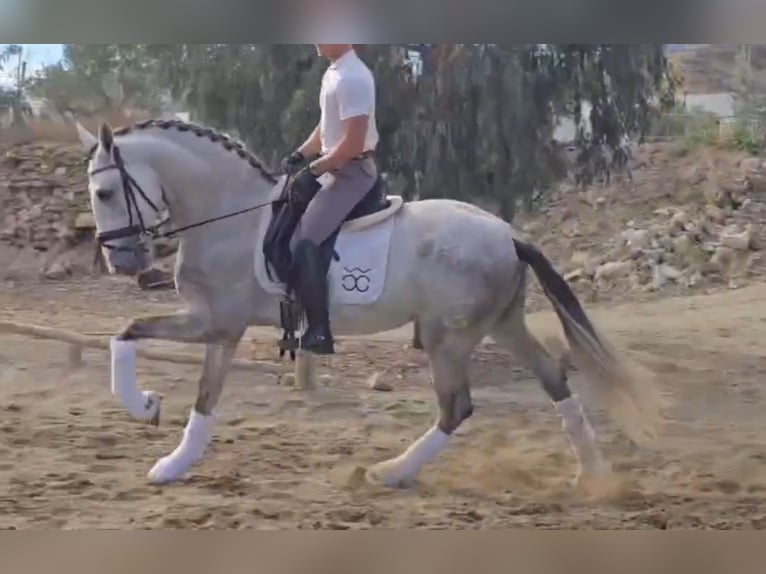 PRE Mix Hengst 4 Jahre 168 cm Schimmel in Santa Perpetua de Mogoda