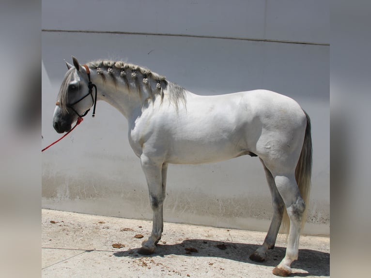 PRE Mix Hengst 4 Jahre 168 cm Schimmel in Vejer de la Frontera