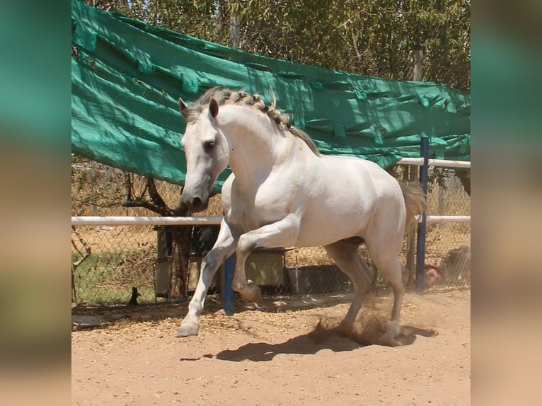 PRE Mix Hengst 4 Jahre 168 cm Schimmel in Vejer de la Frontera