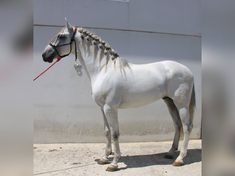 PRE Mix Hengst 4 Jahre 168 cm Schimmel in Vejer de la Frontera