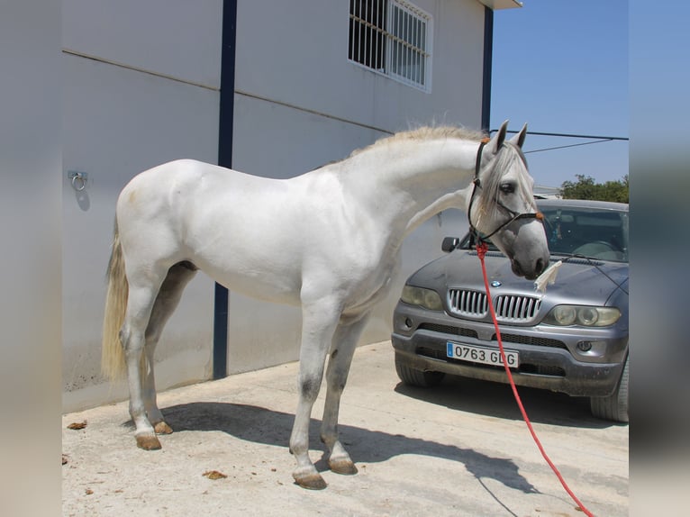 PRE Mix Hengst 4 Jahre 168 cm Schimmel in Vejer de la Frontera