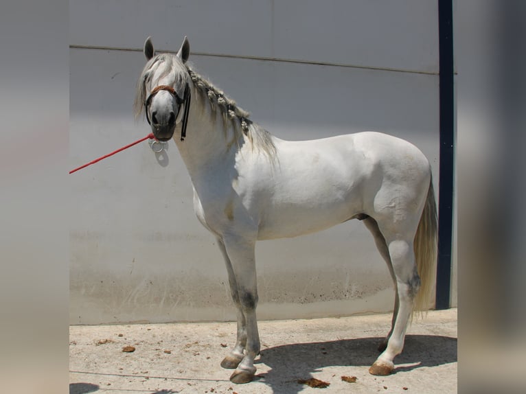 PRE Mix Hengst 4 Jahre 168 cm Schimmel in Vejer de la Frontera