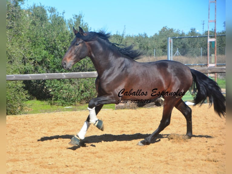 PRE Mix Hengst 4 Jahre 169 cm Brauner in Vejer de la Frontera