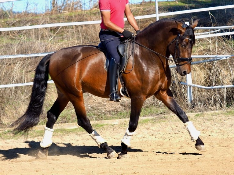 PRE Mix Hengst 4 Jahre 169 cm Brauner in Navas Del Madroño