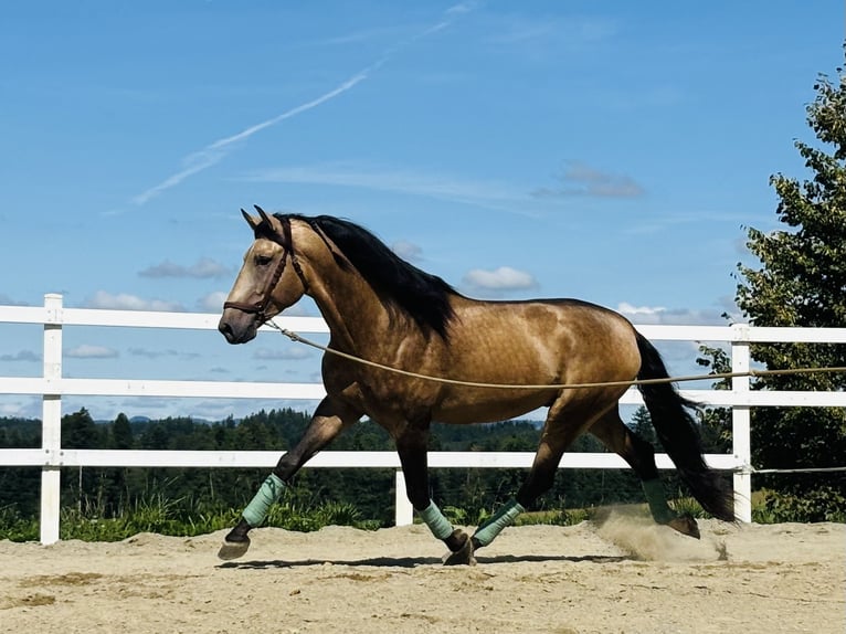 PRE Hengst 4 Jahre 169 cm Falbe in Sigmarszell