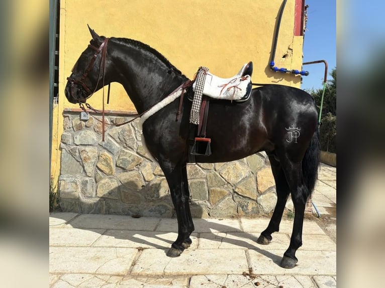 PRE Mix Hengst 4 Jahre 169 cm Rappe in Terrassa