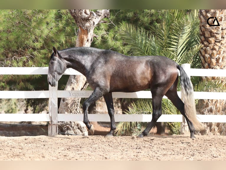 PRE Hengst 4 Jahre 170 cm Apfelschimmel in Puerto Lumbreras
