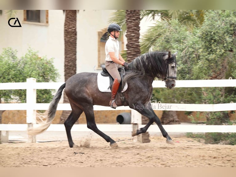 PRE Hengst 4 Jahre 170 cm Apfelschimmel in Puerto Lumbreras