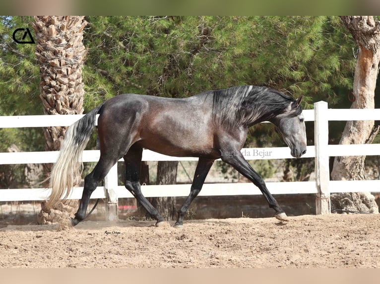 PRE Hengst 4 Jahre 170 cm Apfelschimmel in Puerto Lumbreras