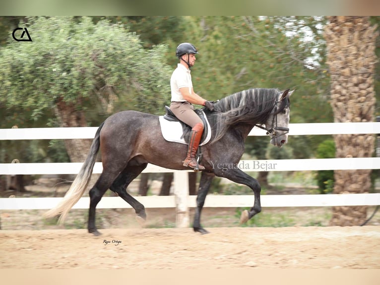 PRE Hengst 4 Jahre 170 cm Apfelschimmel in Puerto Lumbreras