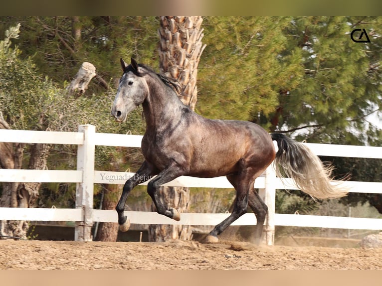 PRE Hengst 4 Jahre 170 cm Apfelschimmel in Puerto Lumbreras