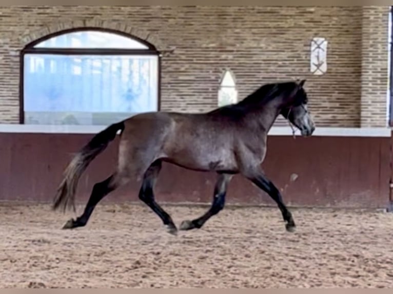 PRE Mix Hengst 4 Jahre 170 cm Braunfalbschimmel in El Catllar