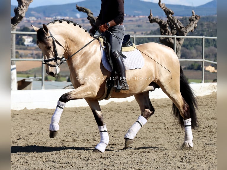 PRE Mix Hengst 4 Jahre 170 cm Buckskin in Santa Perpetua de Mogoda