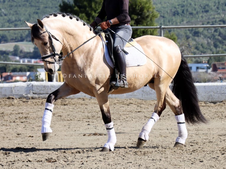 PRE Mix Hengst 4 Jahre 170 cm Buckskin in Santa Perpetua de Mogoda