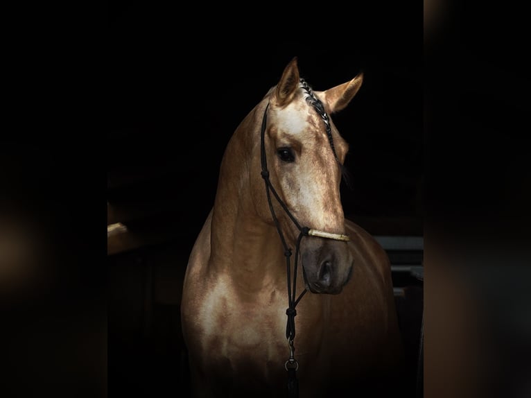 PRE Mix Hengst 4 Jahre 170 cm Buckskin in HEUVELLAND