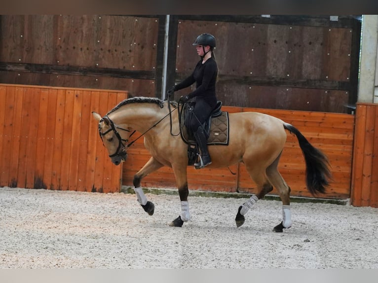 PRE Mix Hengst 4 Jahre 170 cm Buckskin in HEUVELLAND