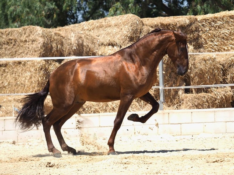 PRE Mix Hengst 4 Jahre 170 cm Fuchs in Navas Del Madroño