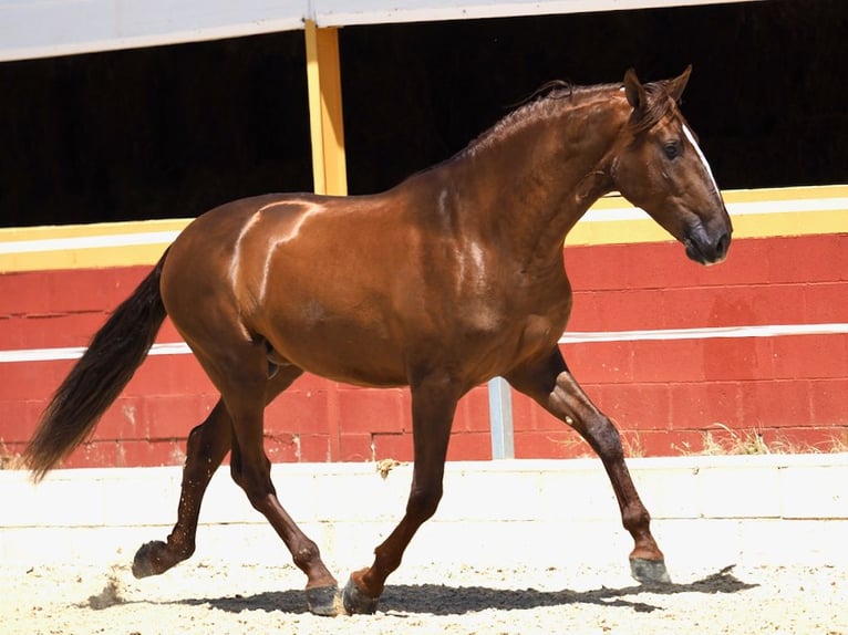 PRE Mix Hengst 4 Jahre 170 cm Fuchs in Navas Del Madroño