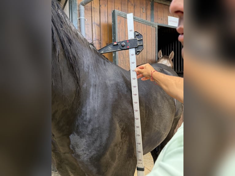 PRE Hengst 4 Jahre 170 cm Rappe in Granada