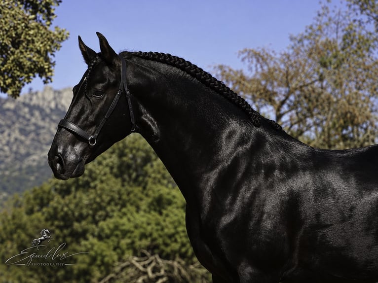 PRE Mix Hengst 4 Jahre 170 cm Rappe in MADRID