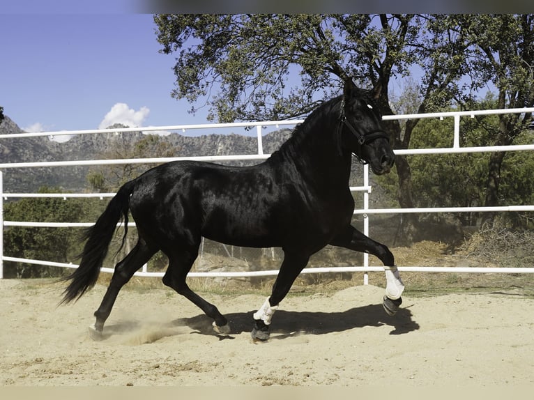 PRE Mix Hengst 4 Jahre 170 cm Rappe in MADRID