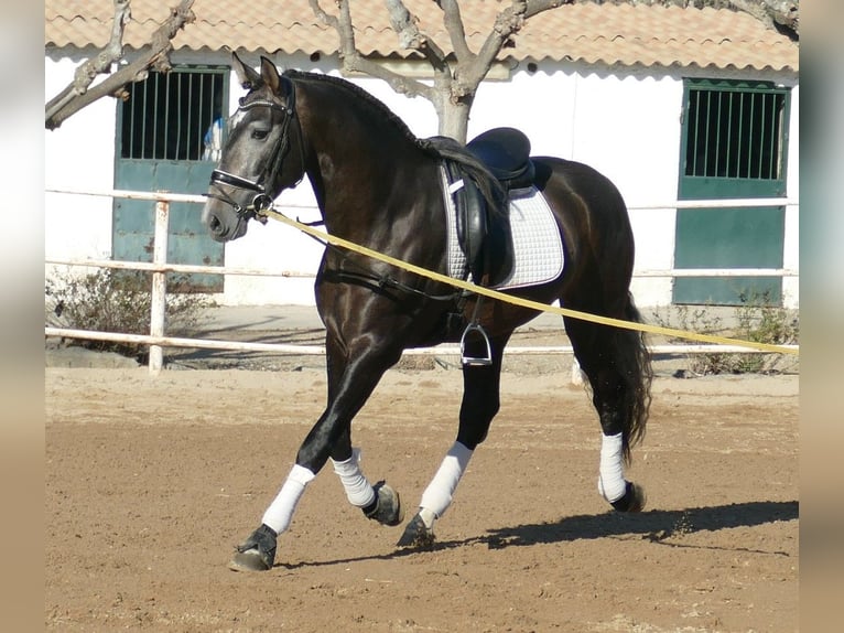 PRE Mix Hengst 4 Jahre 170 cm Rotschimmel in Barcelona