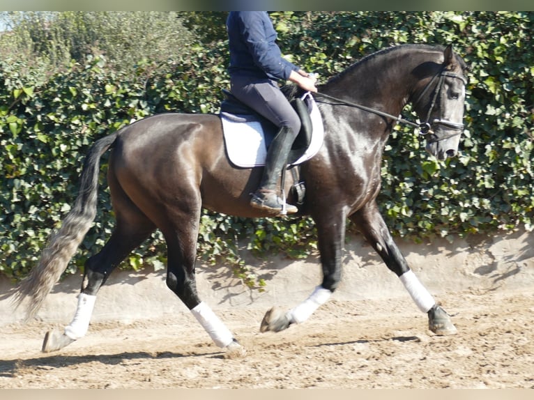 PRE Mix Hengst 4 Jahre 170 cm Rotschimmel in Barcelona