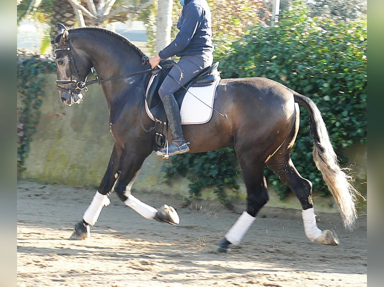 PRE Mix Hengst 4 Jahre 170 cm Rotschimmel in Barcelona