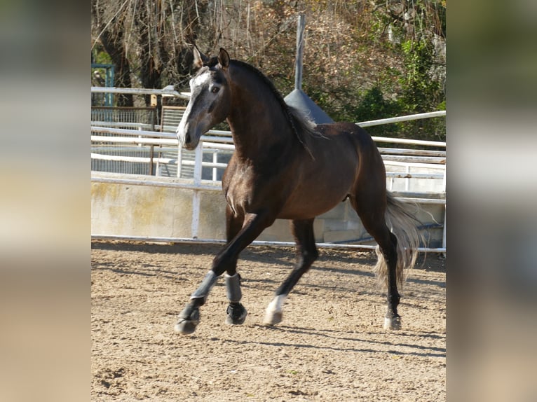 PRE Mix Hengst 4 Jahre 170 cm Rotschimmel in Barcelona