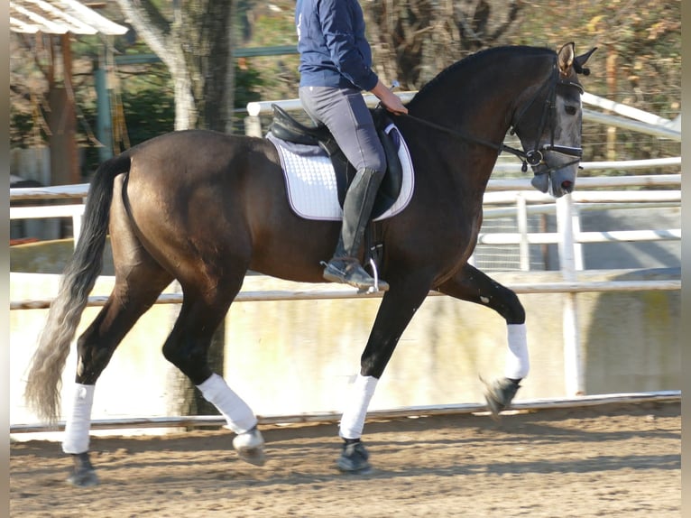 PRE Mix Hengst 4 Jahre 170 cm Rotschimmel in Barcelona