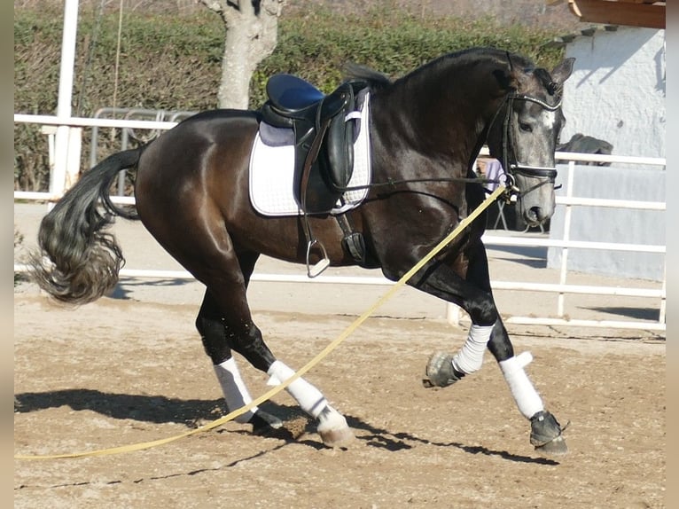 PRE Mix Hengst 4 Jahre 170 cm Rotschimmel in Barcelona
