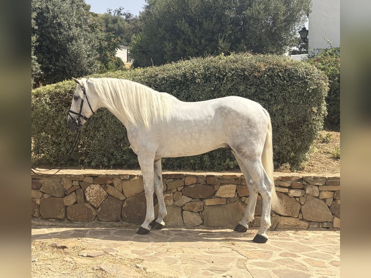 PRE Mix Hengst 4 Jahre 170 cm Schimmel in Villanueva De La Concepcion