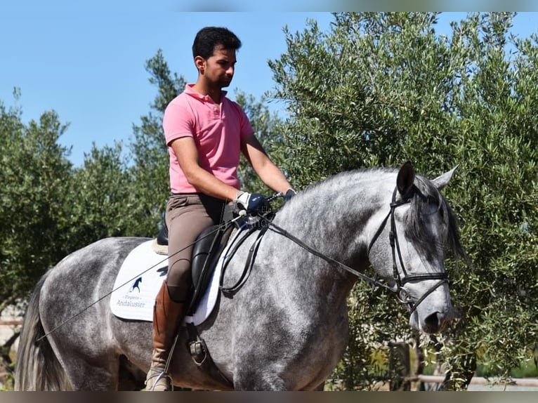 PRE Hengst 4 Jahre 170 cm Schimmel in Miralvalles