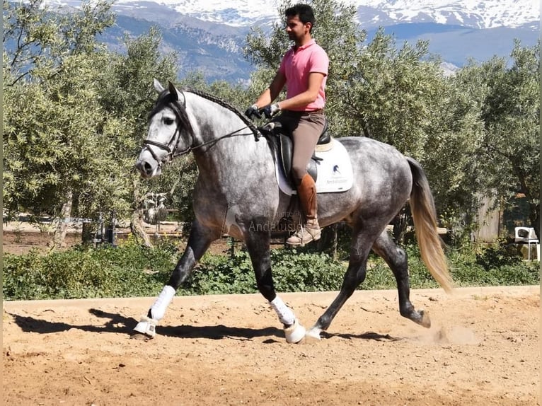 PRE Hengst 4 Jahre 170 cm Schimmel in Miralvalles