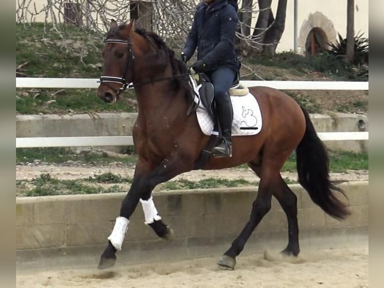 PRE Mix Hengst 4 Jahre 171 cm Brauner in Barcelona